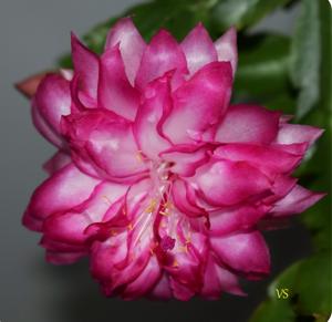 DAHLIA POMPON - DOUBLE SCHLUMBERGERA